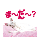 ZOO動物プロ キャットスター☆ あなご（個別スタンプ：21）