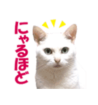 ZOO動物プロ キャットスター☆ あなご（個別スタンプ：22）