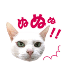 ZOO動物プロ キャットスター☆ あなご（個別スタンプ：23）