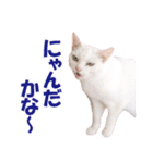 ZOO動物プロ キャットスター☆ あなご（個別スタンプ：24）