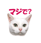 ZOO動物プロ キャットスター☆ あなご（個別スタンプ：25）