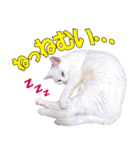 ZOO動物プロ キャットスター☆ あなご（個別スタンプ：26）