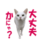 ZOO動物プロ キャットスター☆ あなご（個別スタンプ：27）