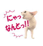 ZOO動物プロ キャットスター☆ あなご（個別スタンプ：29）