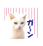 ZOO動物プロ キャットスター☆ あなご（個別スタンプ：30）