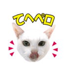 ZOO動物プロ キャットスター☆ あなご（個別スタンプ：31）