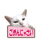 ZOO動物プロ キャットスター☆ あなご（個別スタンプ：32）