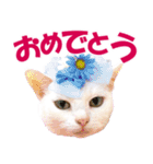 ZOO動物プロ キャットスター☆ あなご（個別スタンプ：33）