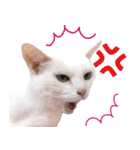 ZOO動物プロ キャットスター☆ あなご（個別スタンプ：34）