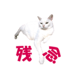 ZOO動物プロ キャットスター☆ あなご（個別スタンプ：36）
