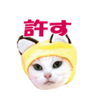 ZOO動物プロ キャットスター☆ あなご（個別スタンプ：37）