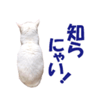 ZOO動物プロ キャットスター☆ あなご（個別スタンプ：38）