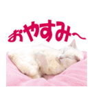ZOO動物プロ キャットスター☆ あなご（個別スタンプ：39）