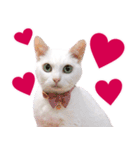 ZOO動物プロ キャットスター☆ あなご（個別スタンプ：40）