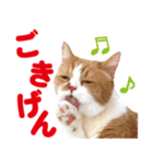 ZOO動物プロ キャットスター☆ 春馬（個別スタンプ：1）