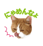 ZOO動物プロ キャットスター☆ 春馬（個別スタンプ：2）