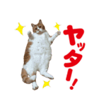 ZOO動物プロ キャットスター☆ 春馬（個別スタンプ：3）