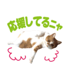 ZOO動物プロ キャットスター☆ 春馬（個別スタンプ：5）