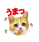 ZOO動物プロ キャットスター☆ 春馬（個別スタンプ：6）