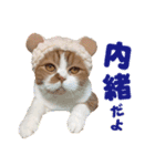 ZOO動物プロ キャットスター☆ 春馬（個別スタンプ：7）