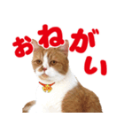 ZOO動物プロ キャットスター☆ 春馬（個別スタンプ：8）
