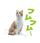 ZOO動物プロ キャットスター☆ 春馬（個別スタンプ：10）
