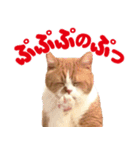 ZOO動物プロ キャットスター☆ 春馬（個別スタンプ：11）