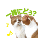 ZOO動物プロ キャットスター☆ 春馬（個別スタンプ：13）