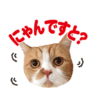 ZOO動物プロ キャットスター☆ 春馬（個別スタンプ：14）