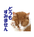 ZOO動物プロ キャットスター☆ 春馬（個別スタンプ：15）