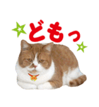 ZOO動物プロ キャットスター☆ 春馬（個別スタンプ：16）