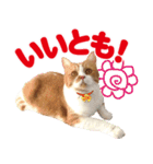 ZOO動物プロ キャットスター☆ 春馬（個別スタンプ：17）