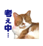 ZOO動物プロ キャットスター☆ 春馬（個別スタンプ：18）
