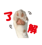 ZOO動物プロ キャットスター☆ 春馬（個別スタンプ：19）