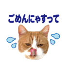 ZOO動物プロ キャットスター☆ 春馬（個別スタンプ：21）