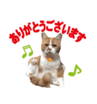 ZOO動物プロ キャットスター☆ 春馬（個別スタンプ：22）