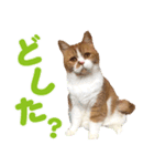 ZOO動物プロ キャットスター☆ 春馬（個別スタンプ：23）