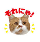 ZOO動物プロ キャットスター☆ 春馬（個別スタンプ：24）