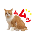 ZOO動物プロ キャットスター☆ 春馬（個別スタンプ：25）