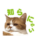 ZOO動物プロ キャットスター☆ 春馬（個別スタンプ：26）