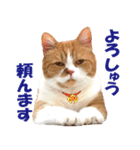 ZOO動物プロ キャットスター☆ 春馬（個別スタンプ：28）