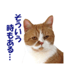 ZOO動物プロ キャットスター☆ 春馬（個別スタンプ：29）