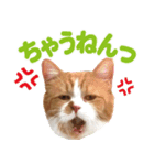 ZOO動物プロ キャットスター☆ 春馬（個別スタンプ：31）
