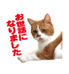 ZOO動物プロ キャットスター☆ 春馬（個別スタンプ：32）