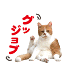 ZOO動物プロ キャットスター☆ 春馬（個別スタンプ：33）