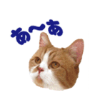 ZOO動物プロ キャットスター☆ 春馬（個別スタンプ：36）