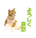ZOO動物プロ キャットスター☆ 春馬（個別スタンプ：37）