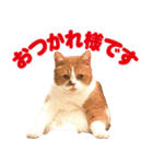 ZOO動物プロ キャットスター☆ 春馬（個別スタンプ：40）