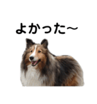 love sheltie (cha)（個別スタンプ：4）