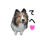 love sheltie (cha)（個別スタンプ：6）